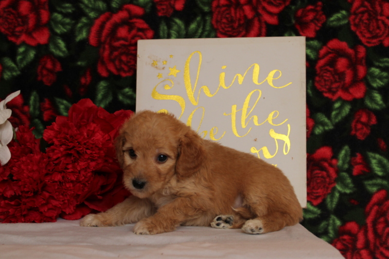 puppy, for, sale, Mini Goldendoodle F2, Matthew B. Stoltzfus, dog, breeder, Gap, PA, dog-breeder, puppy-for-sale, forsale, nearby, find, puppyfind, locator, puppylocator, aca